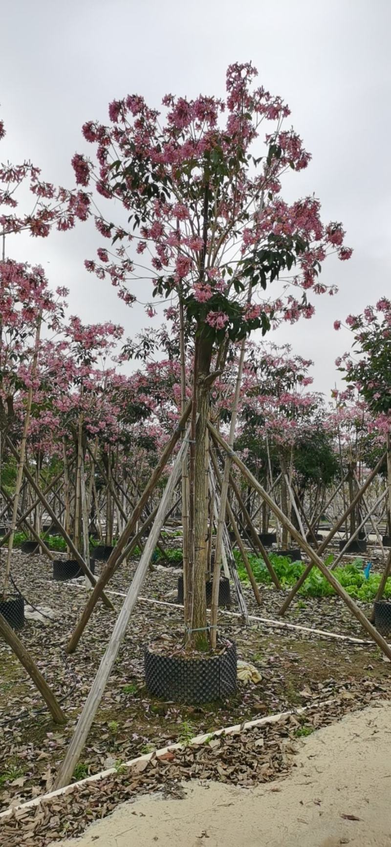 紫花风铃