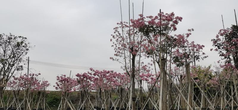 紫花风铃
