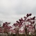 紫花风铃