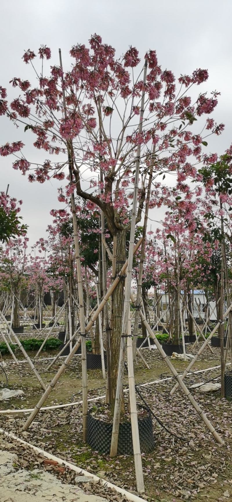 紫花风铃