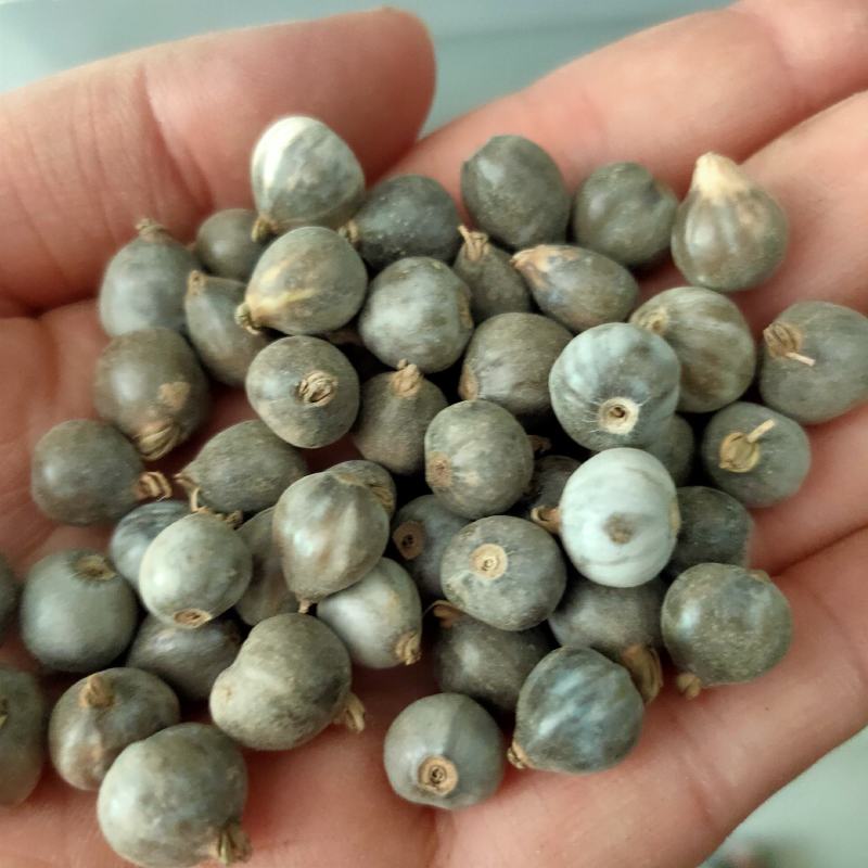 草珠子种子菩提子草菩提手链草珠门帘多年生发芽率高