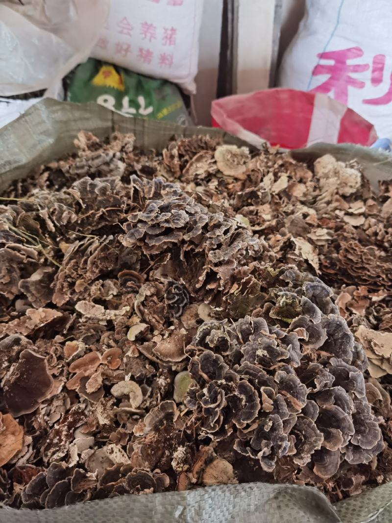 云芝