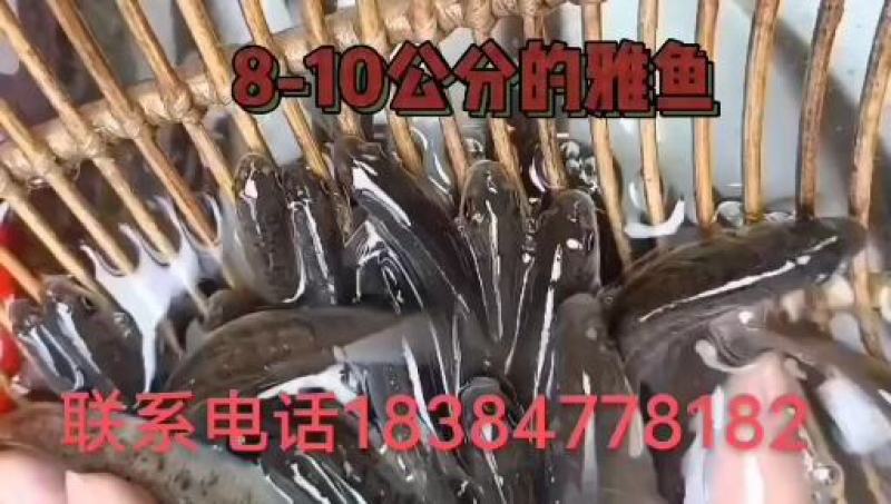 雅鱼，裂腹鱼，细鳞鱼阴河阳鱼规格齐全，质量保证。