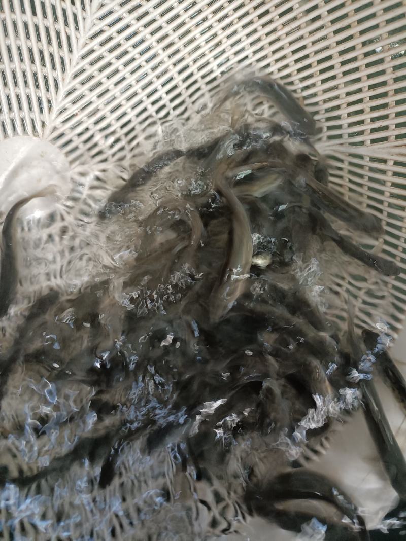 雅鱼，裂腹鱼，细鳞鱼阴河阳鱼规格齐全，质量保证。