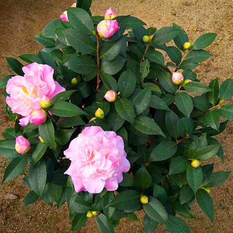 香妃茶花盆栽带花苞香型茶花冬季开花室内耐寒花卉植物茶花树