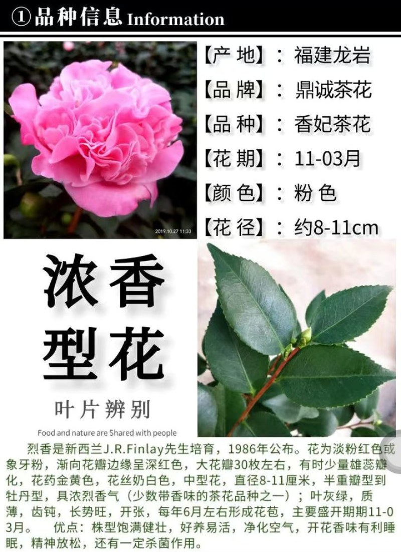 香妃茶花盆栽带花苞香型茶花冬季开花室内耐寒花卉植物茶花树