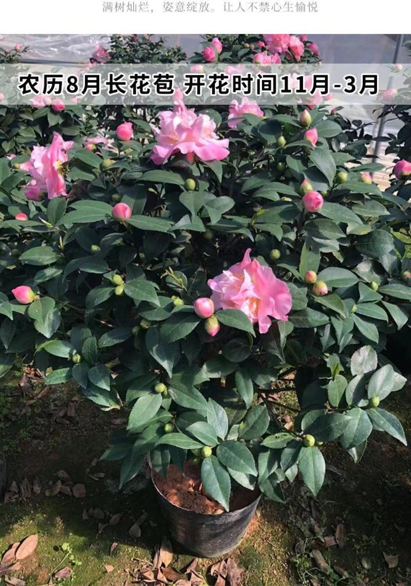 香妃茶花盆栽带花苞香型茶花冬季开花室内耐寒花卉植物茶花树
