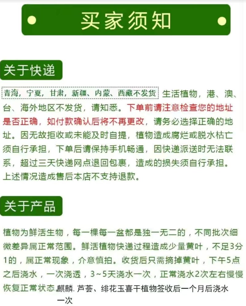 香妃茶花盆栽带花苞香型茶花冬季开花室内耐寒花卉植物茶花树