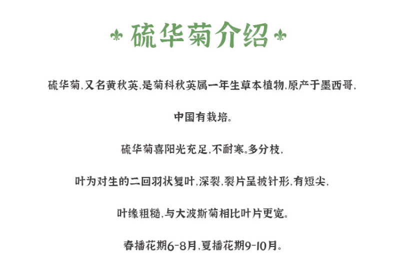 硫华菊种子黄波斯菊花种子黄秋英花籽四季易活庭院花海