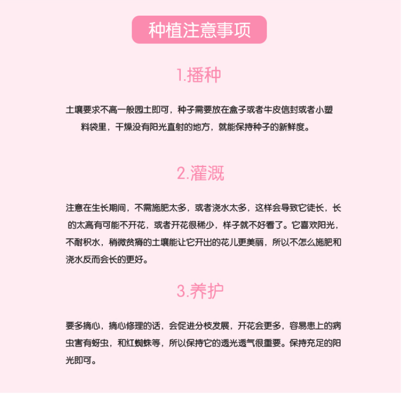 硫华菊种子黄波斯菊花种子黄秋英花籽四季易活庭院花海