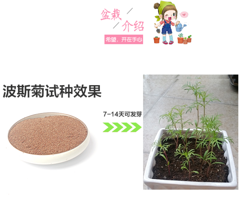 硫华菊种子黄波斯菊花种子黄秋英花籽四季易活庭院花海
