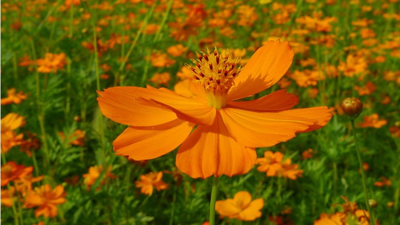 硫华菊种子黄波斯菊花种子黄秋英花籽四季易活庭院花海