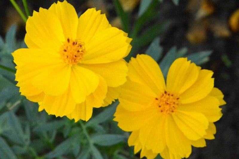 硫华菊种子黄波斯菊花种子黄秋英花籽四季易活庭院花海