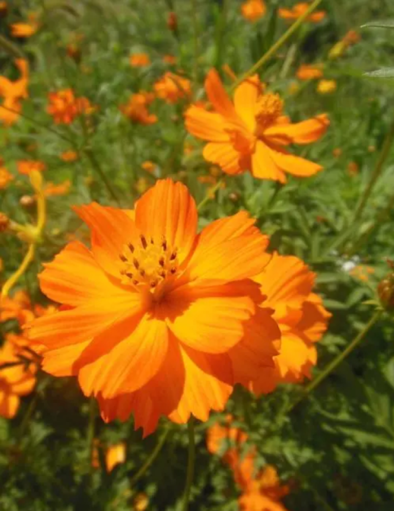 硫华菊种子黄波斯菊花种子黄秋英花籽四季易活庭院花海