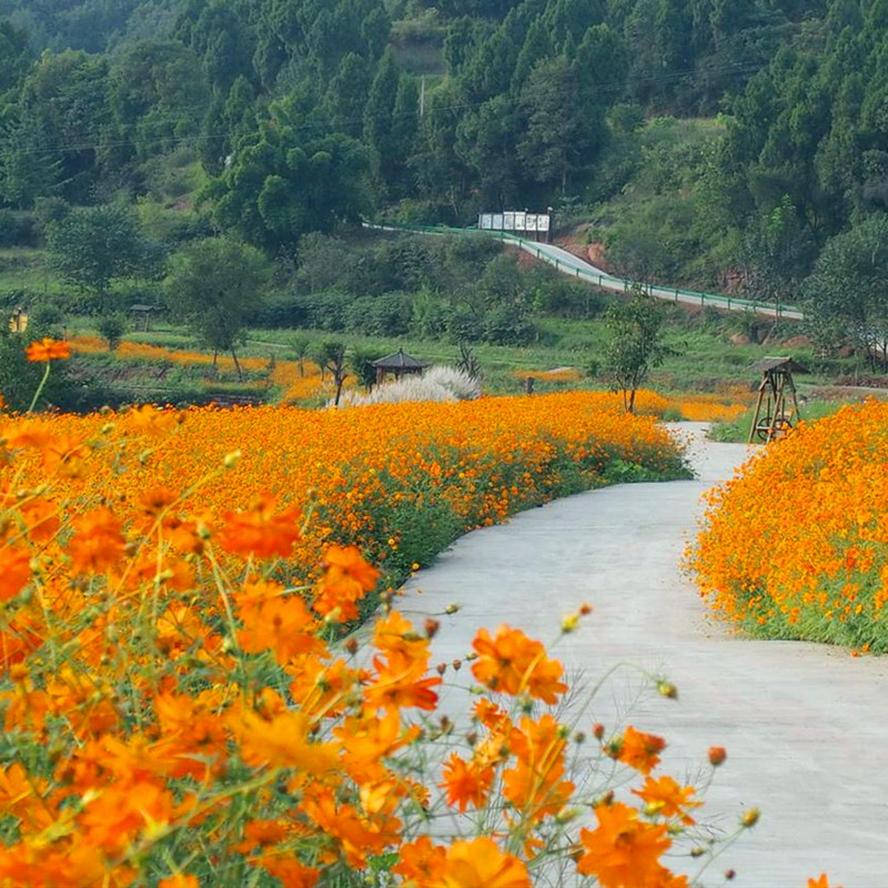 硫华菊种子黄波斯菊花种子黄秋英花籽四季易活庭院花海