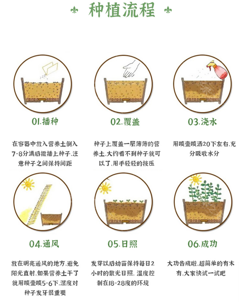 硫华菊种子黄波斯菊花种子黄秋英花籽四季易活庭院花海