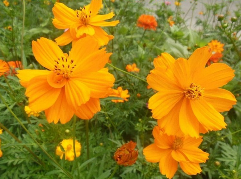 硫华菊种子黄波斯菊花种子黄秋英花籽四季易活庭院花海