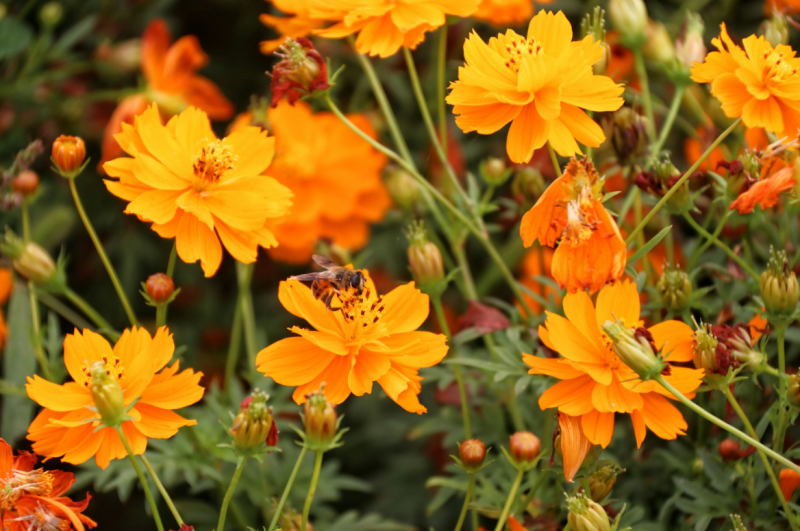 硫华菊种子黄波斯菊花种子黄秋英花籽四季易活庭院花海