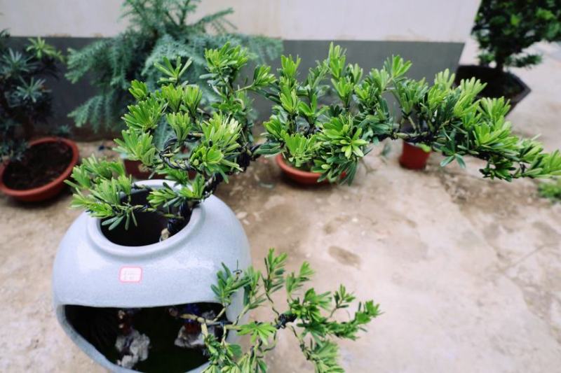 金钻罗汉松盆景老庄真树盆栽室内室外绿植摆件