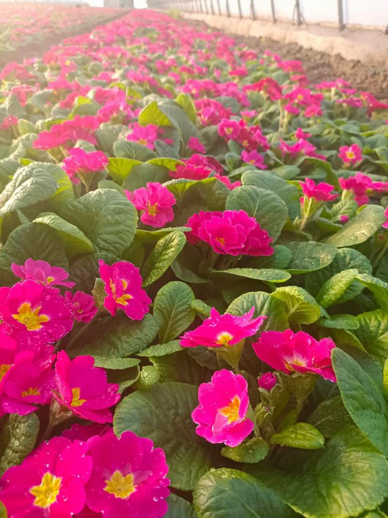 报春花