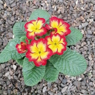 报春花