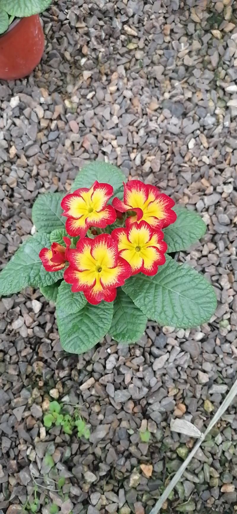 报春花