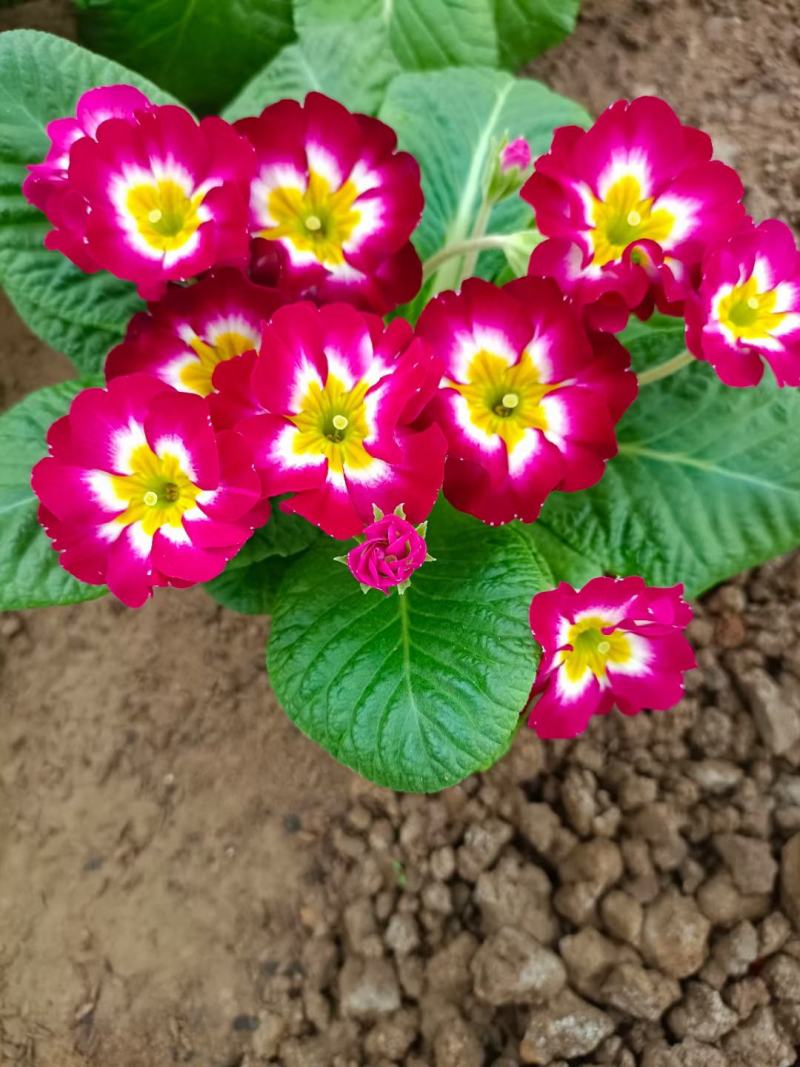 报春花