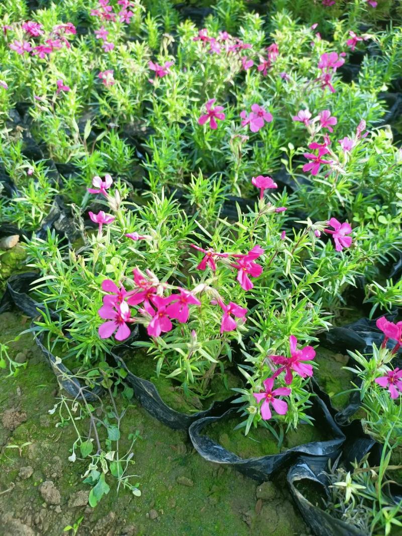 芝樱，丛生福禄考