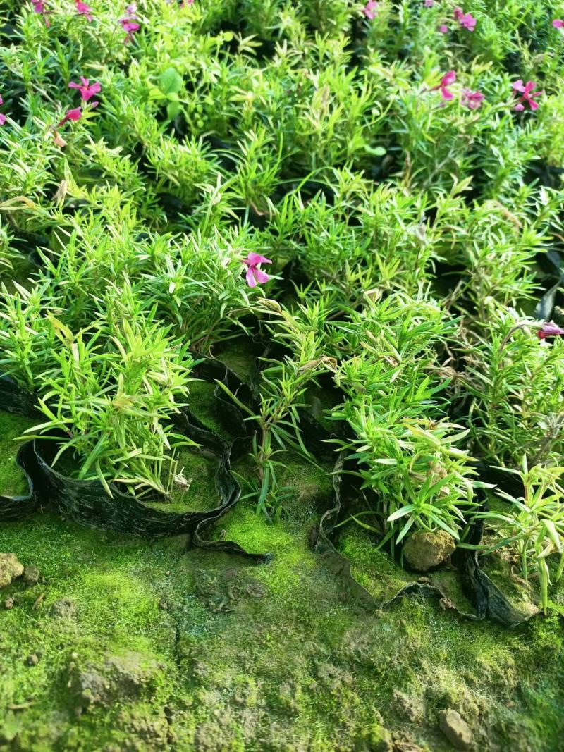 芝樱，丛生福禄考