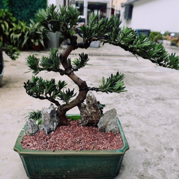 菊花芯罗汉松盆景老庄真树盆栽室内室外绿植摆件