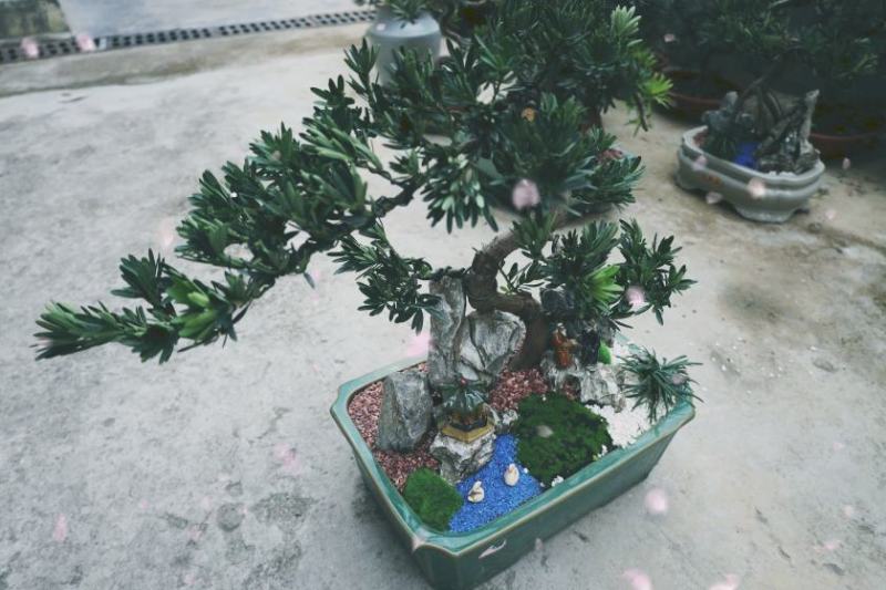 菊花芯罗汉松盆景老庄真树盆栽室内室外绿植摆件