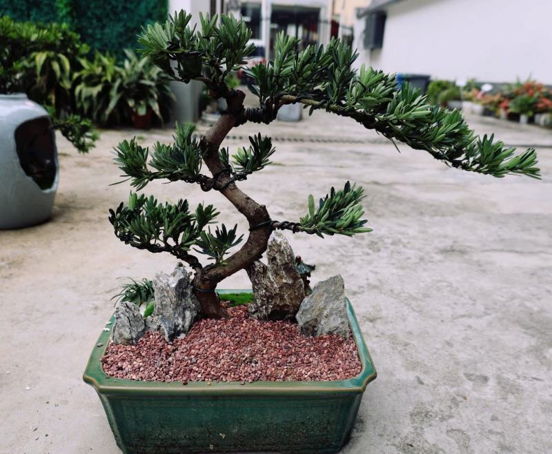 菊花芯罗汉松盆景老庄真树盆栽室内室外绿植摆件
