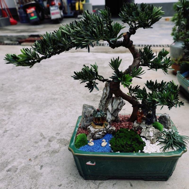 菊花芯罗汉松盆景老庄真树盆栽室内室外绿植摆件