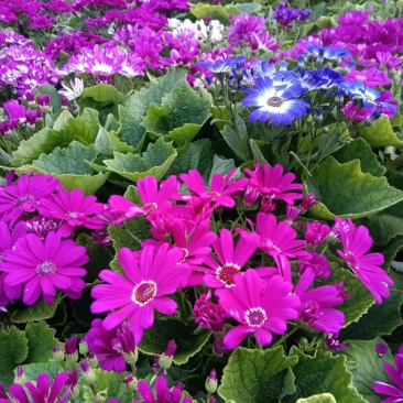 瓜叶菊