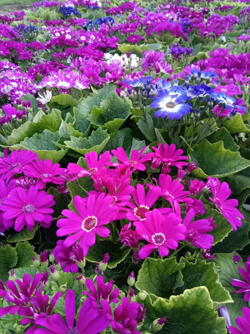 瓜叶菊