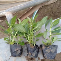 马鞭草