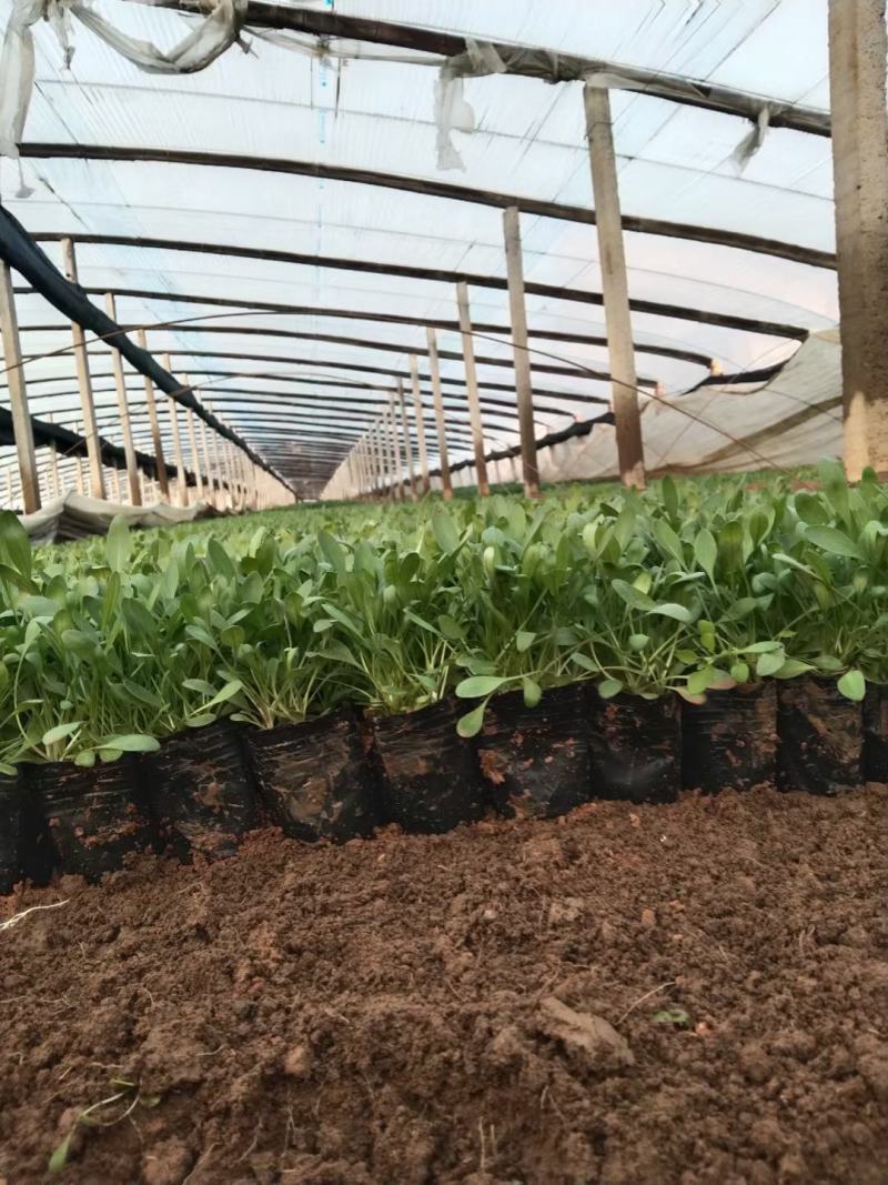 金鸡菊