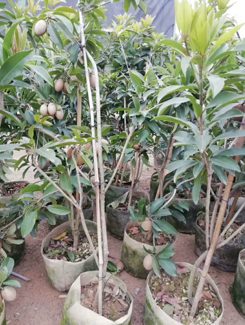 人心果苗大果人心果苗小果人心果苗