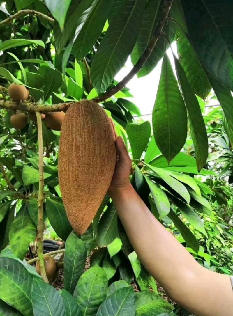 人心果苗大果人心果苗小果人心果苗