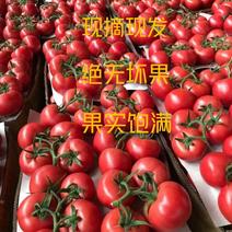 【热卖中】苍南县串果硬红西红柿串果单果光果量大质优