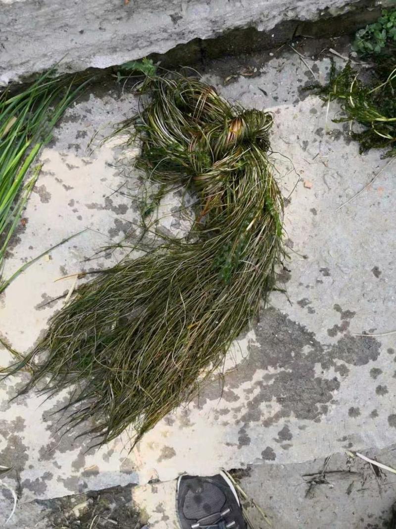 狐尾藻等各种沉水植物种植净化水质瑞荷水生