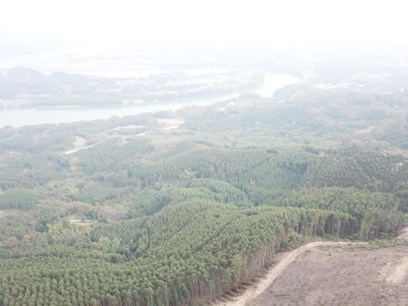 柳州市鹿寨县300亩左右山林地出租，可以种竹笋和中药材等