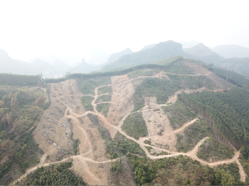 柳州市鹿寨县300亩左右山林地出租，可以种竹笋和中药材等