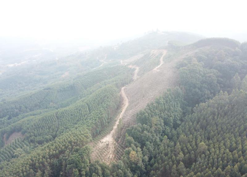 柳州市鹿寨县300亩左右山林地出租，可以种竹笋和中药材等