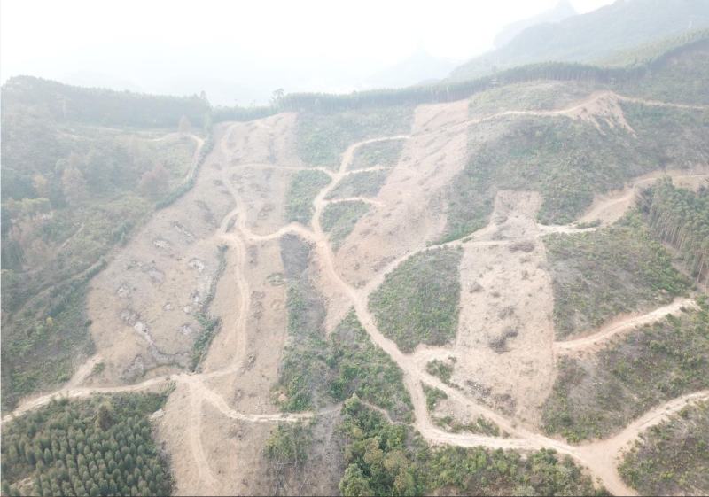柳州市鹿寨县300亩左右山林地出租，可以种竹笋和中药材等