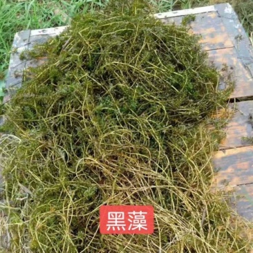 黑藻等各种沉水植物种植净化水质瑞荷水生