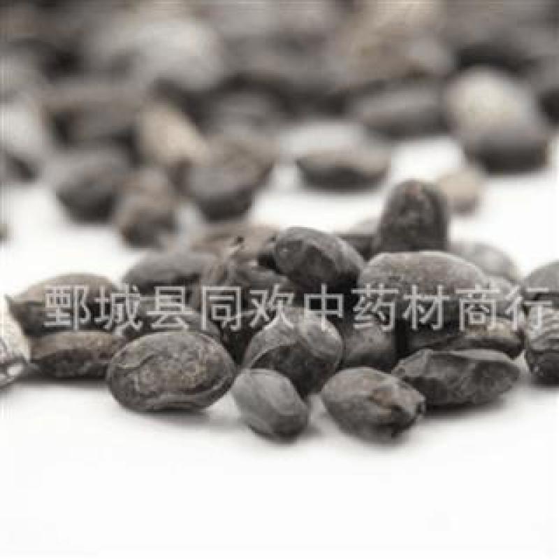 【淡豆豉】@【同欢药材】中药材批发供应规格齐全