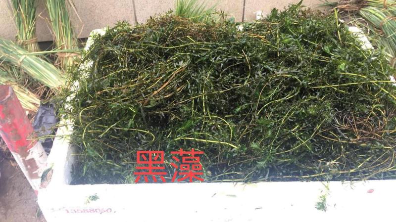 黑藻等各种沉水植物种植净化水质瑞荷水生