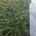 黑藻等各种沉水植物种植净化水质瑞荷水生