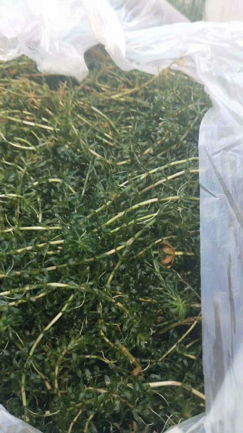 黑藻等各种沉水植物种植净化水质瑞荷水生